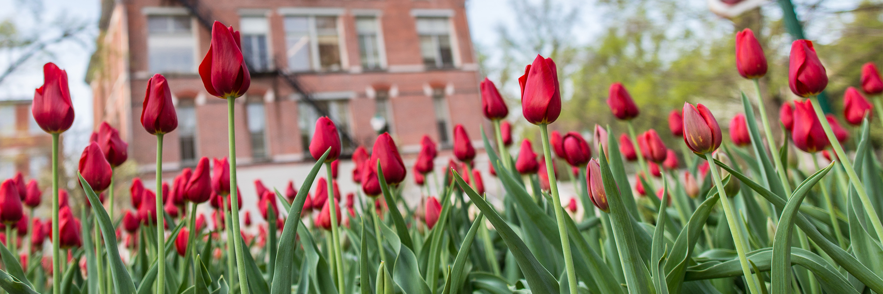 The tulips behind Owen Hall, the administrative home of the College of Arts and Sciences at Indiana University Bloomington.